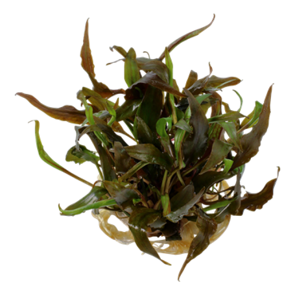 Cryptocoryne undulatus 'Red'/ Gewellter Wasserkelch 1-2-Grow!